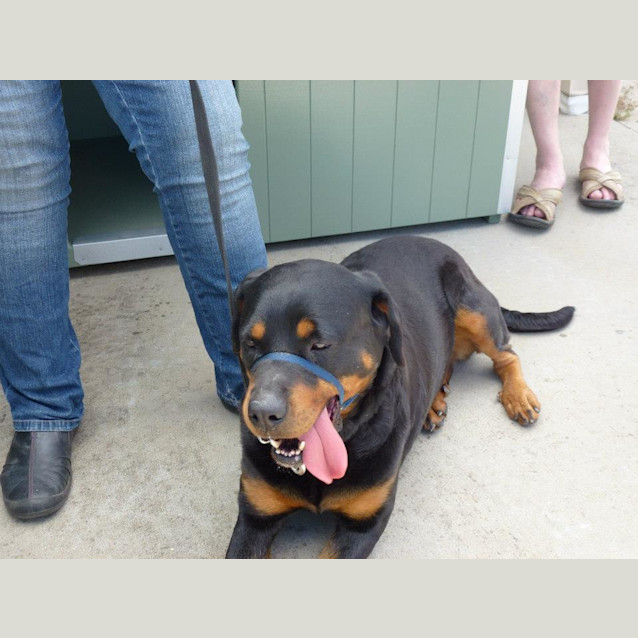 Photo of Misty The Rotti