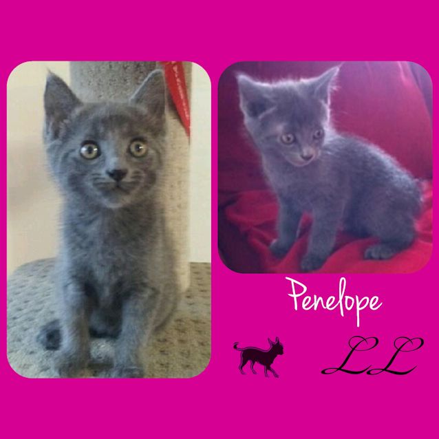 Photo of Penelope