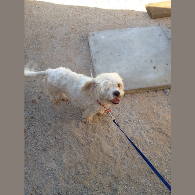 Photo of Ollie