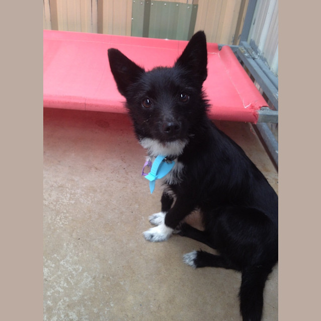 Photo of Tinsel **On Hold For Adoption**