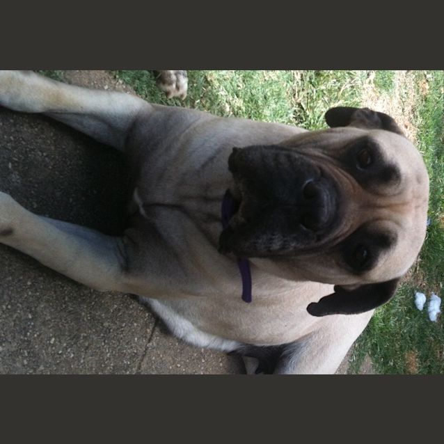 Photo of Muffin