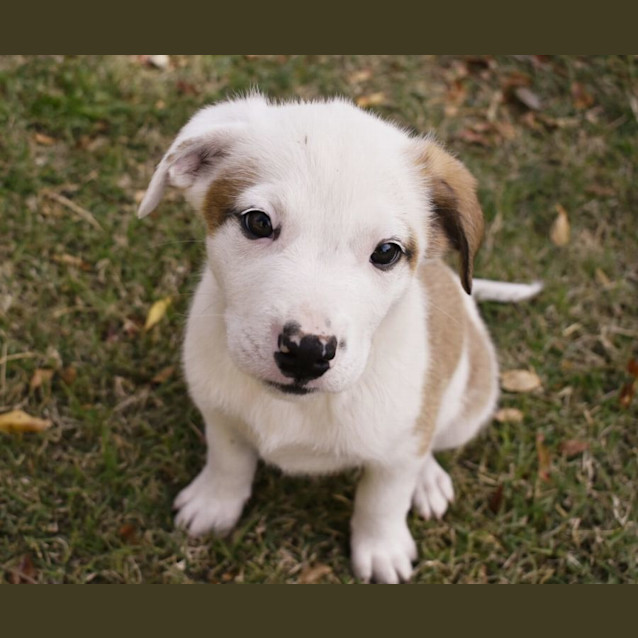 Photo of Snoop