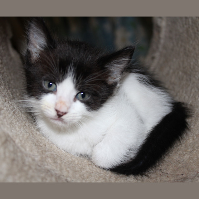 Photo of Oreo
