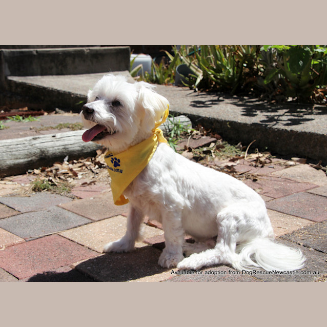 Photo of Toby  (On Trial 5/1/13)