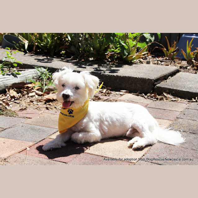 Photo of Toby  (On Trial 5/1/13)