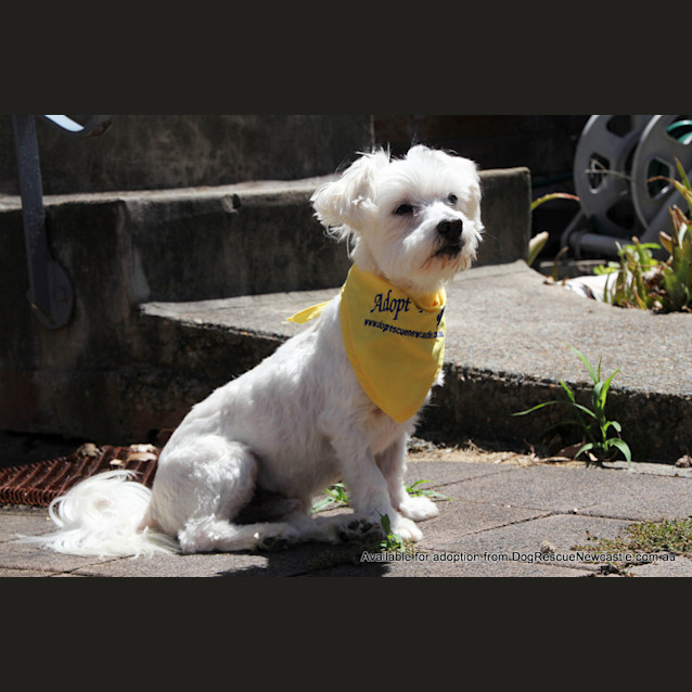 Photo of Toby  (On Trial 5/1/13)