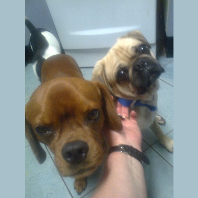 Photo of Jagar The Fawn Pug