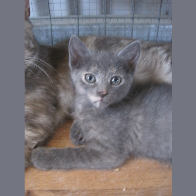 Photo of Kitten 1