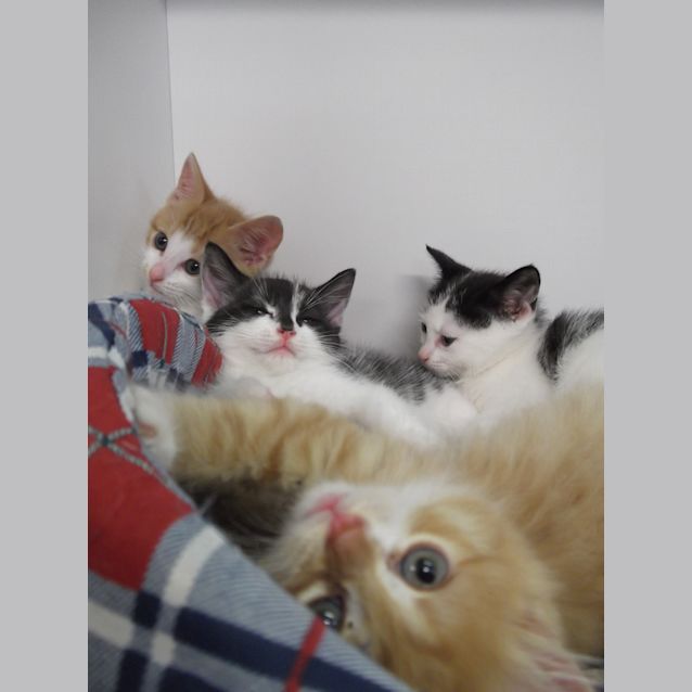 Photo of Kittens!