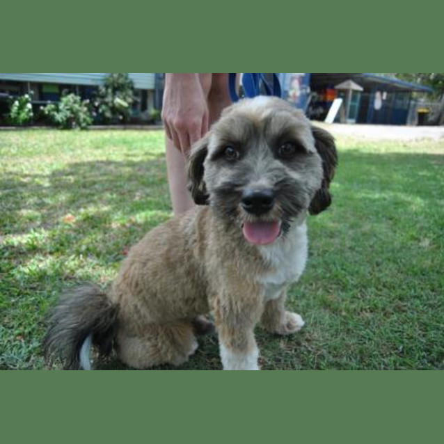 Photo of Buddy