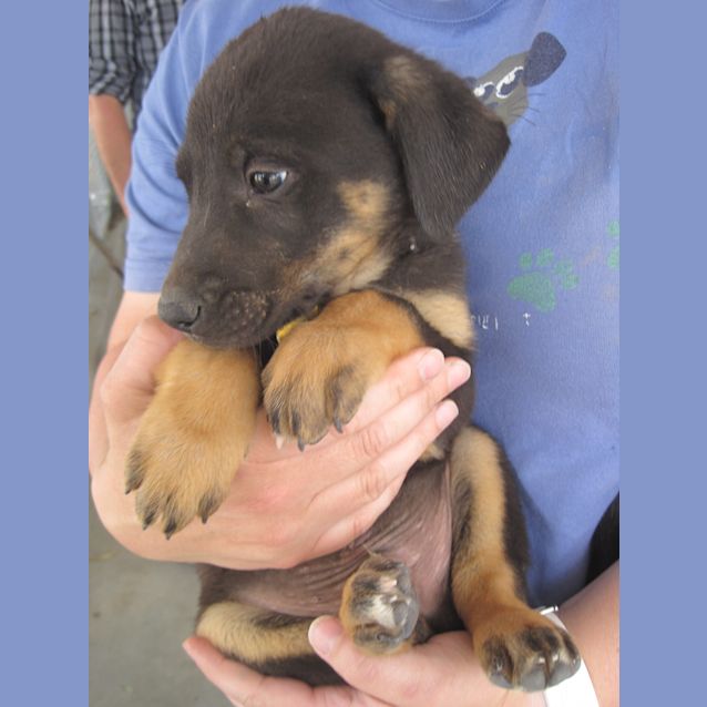 Photo of Puppy 2   Sam