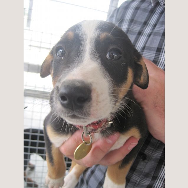 Photo of Adoption Pending Jada (Puppy 6)