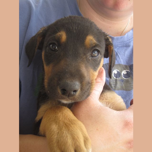 Photo of Adoption Pending Tamsin (Puppy 7)