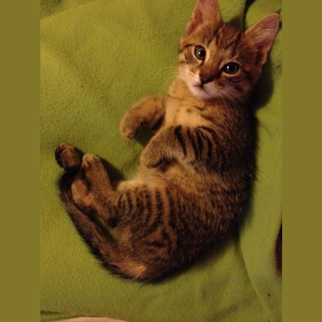 Photo of Tigger