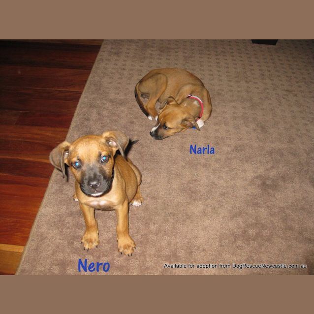 Photo of Nero (On Trial 26/1212)