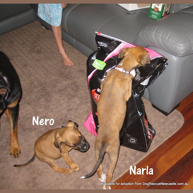 Photo of Nero (On Trial 26/1212)