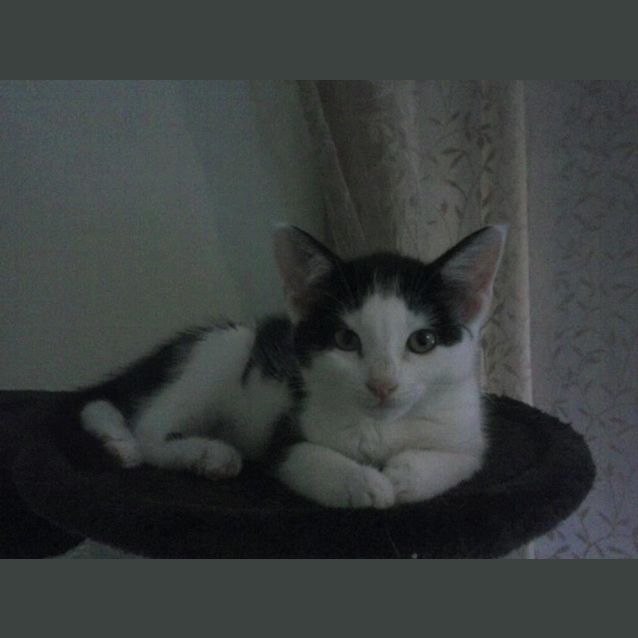 Photo of Priscilla