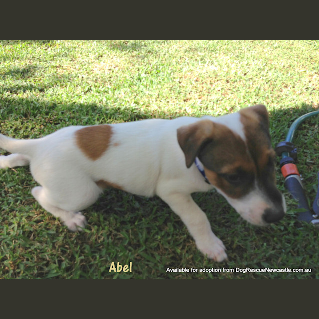 Photo of Abel (On Trial 22/12/12)