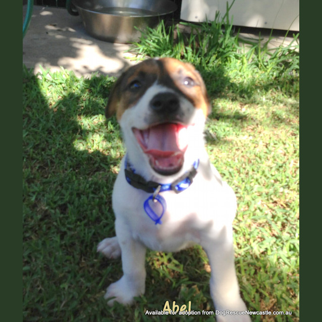 Photo of Abel (On Trial 22/12/12)