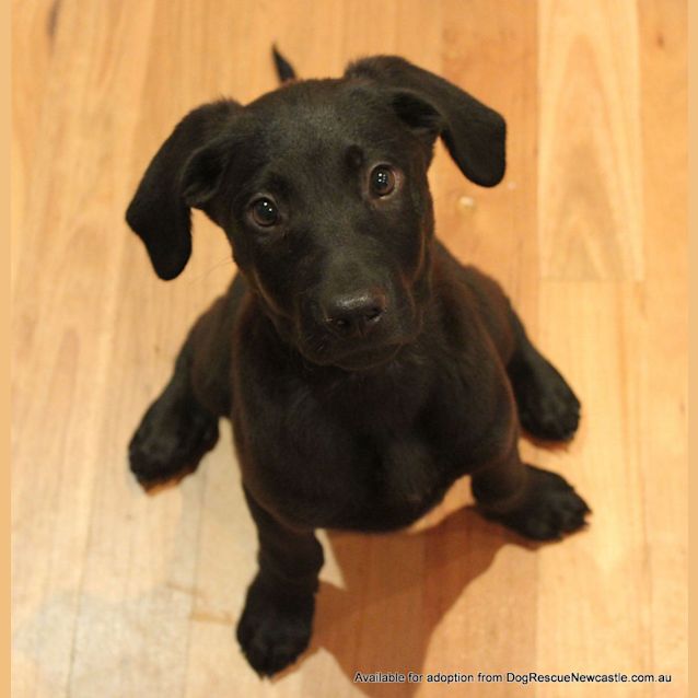 Photo of Bear (On Hold Pending Adoption 29/12/12)