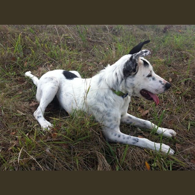 Photo of Charlie (2) (On Trial 6/1/13)