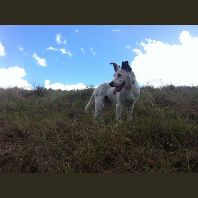 Photo of Charlie (2) (On Trial 6/1/13)
