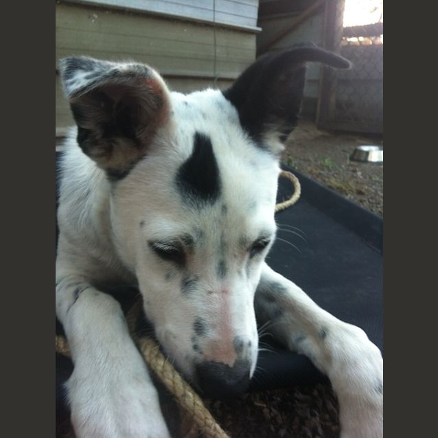 Photo of Charlie (2) (On Trial 6/1/13)