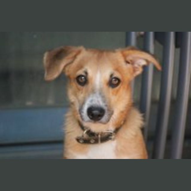 Photo of Buddy (Guy)