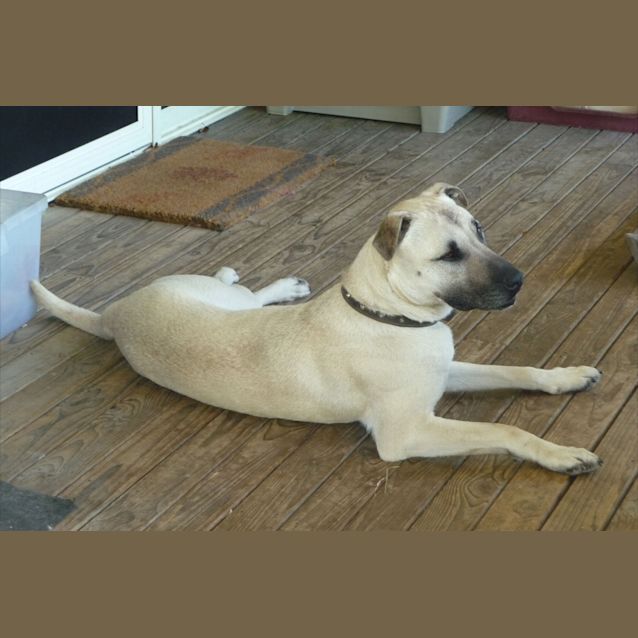 Photo of Bindi #1441