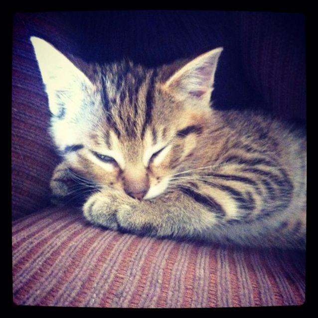 Photo of Louie