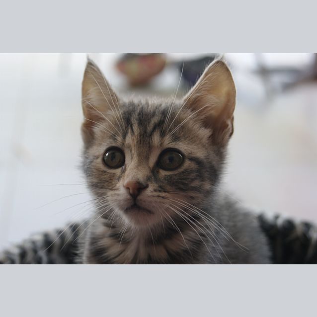 Photo of Cookie   Adoption Pending