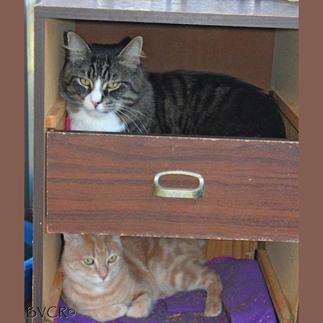 Photo of Chewy & Mr D