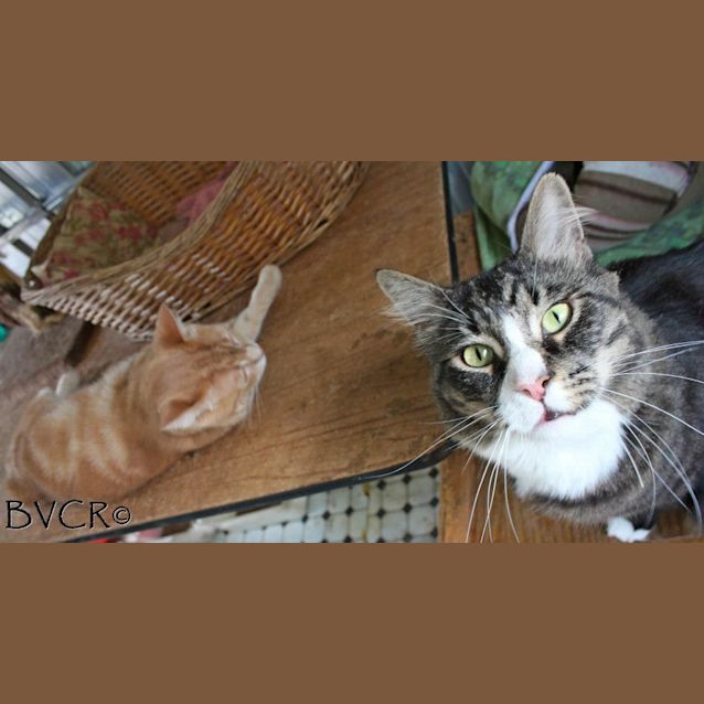 Photo of Chewy & Mr D