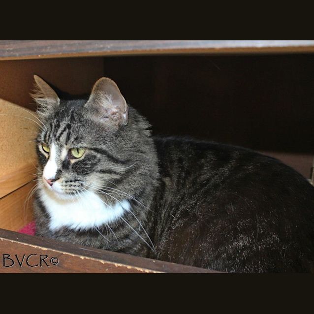 Photo of Mr D & Chewy