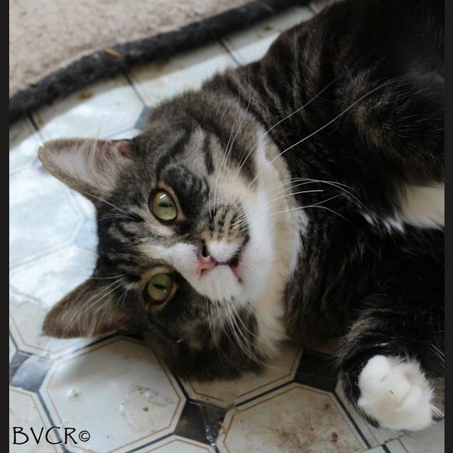 Photo of Mr D & Chewy