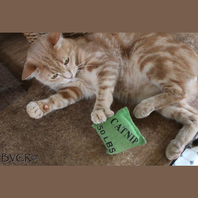 Photo of Mr D & Chewy