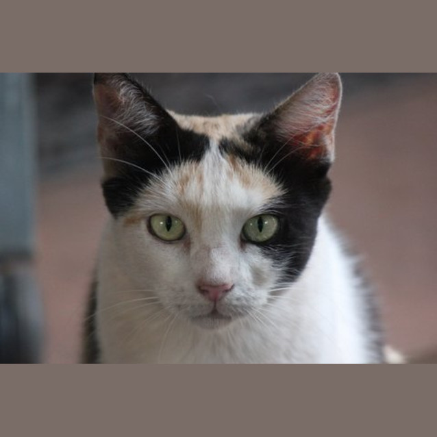 Photo of Cleo 