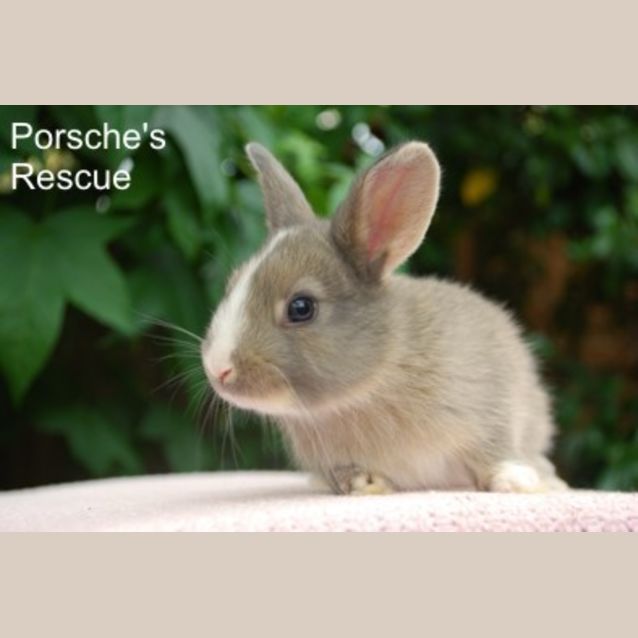 Photo of Laleka  Desexed And Vaccinated