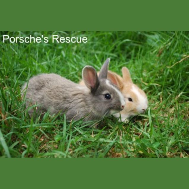 Photo of Laleka  Desexed And Vaccinated