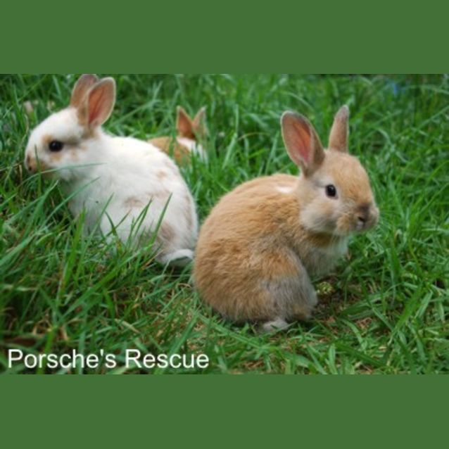 Photo of Chino  Desexed And Vaccinated