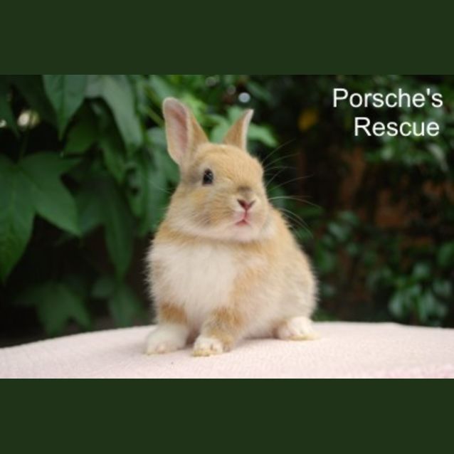 Photo of Chino  Desexed And Vaccinated