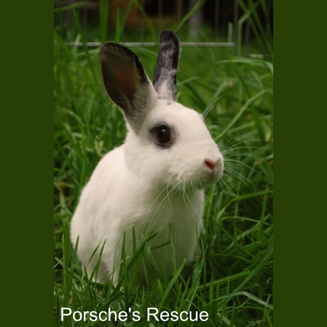 Photo of Patrick  Desexed And Vaccinated