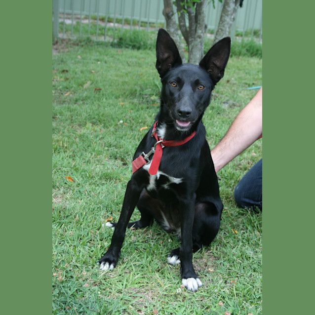 Photo of Boots (On Trial 22/12/12)