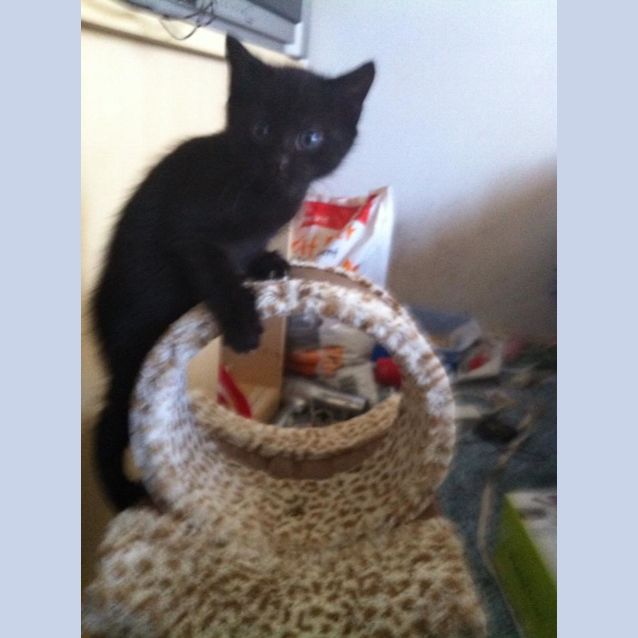 Photo of Katut
