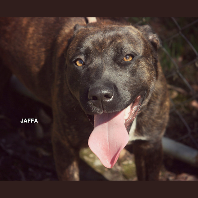 Photo of Jaffa