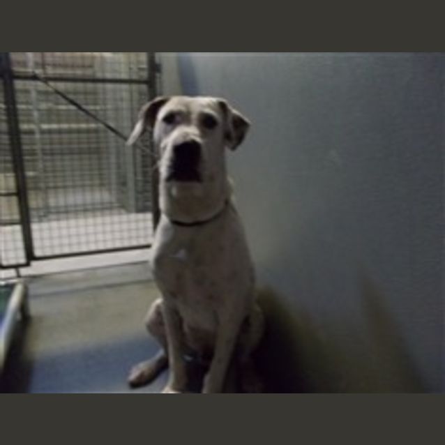 Photo of Beautiful Big Boy Foster Or Adopt