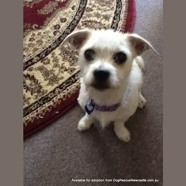 Photo of Honey (On Trial 20/12/12)