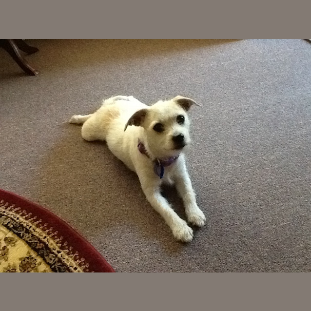 Photo of Honey (On Trial 20/12/12)