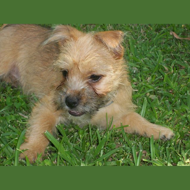 Photo of Baby Toby (On Trial 11/1/13)