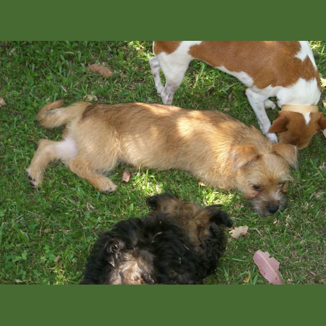 Photo of Baby Toby (On Trial 11/1/13)